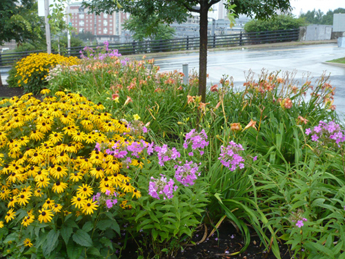 Project 1 flowers photo