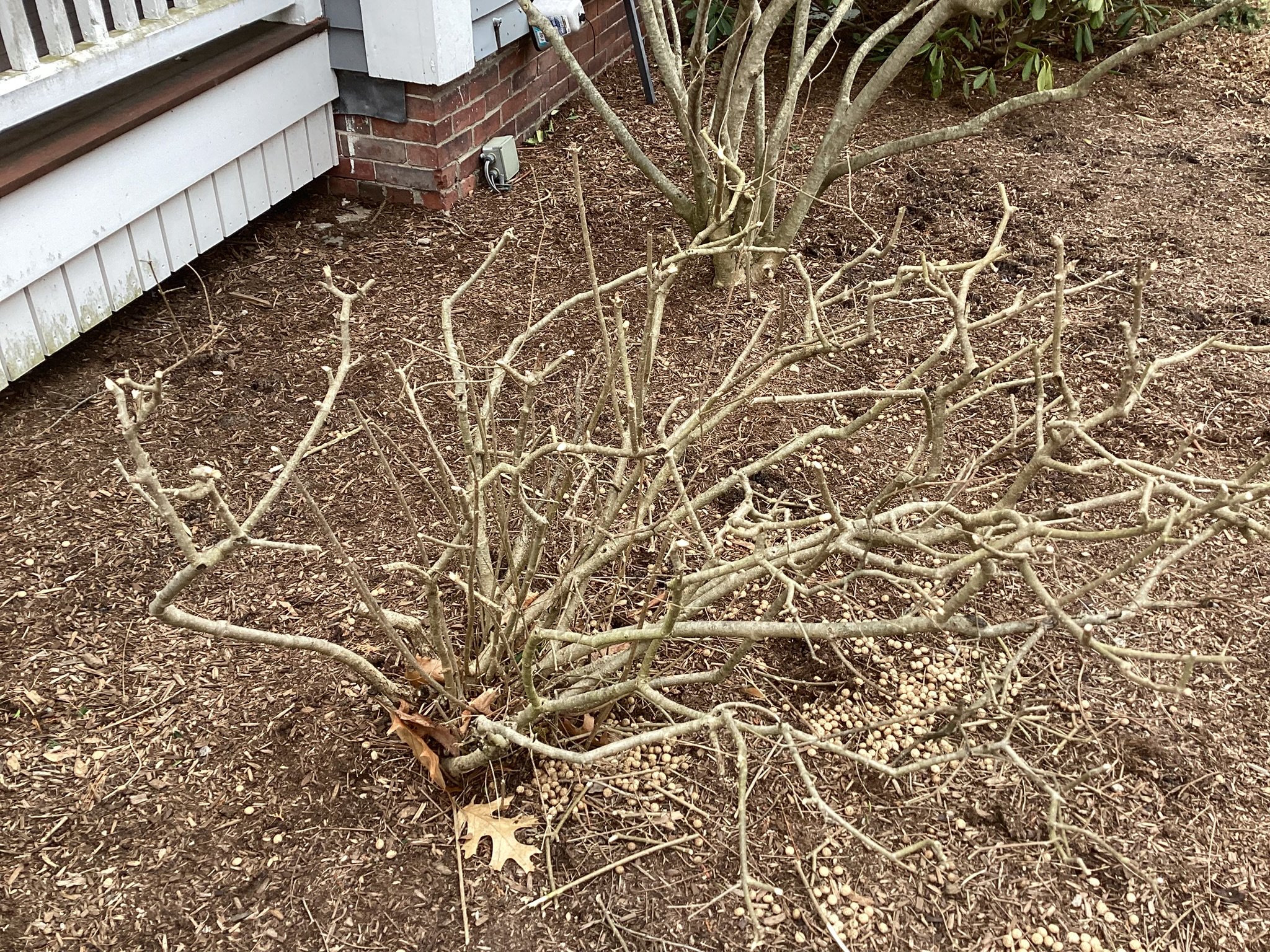 Rabbit damage on lilacs in Massachusetts garden - stems chewed down