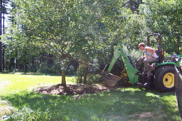 How to Straighten a Damaged Ornamental Tree