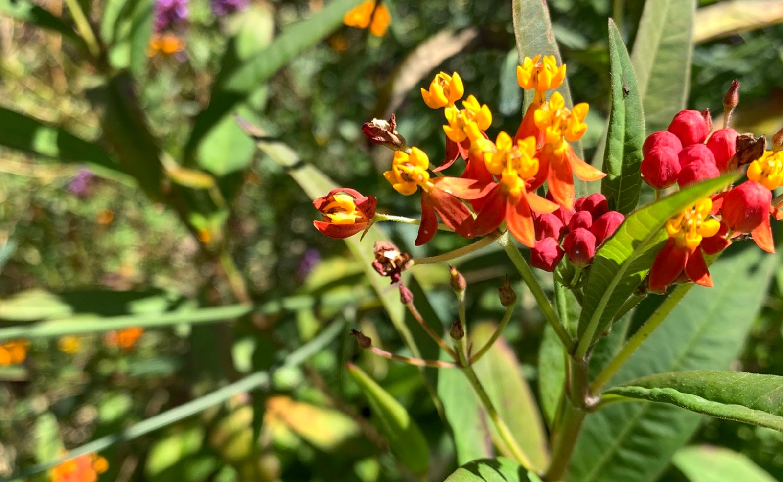 Asclepias-Flower-Seed