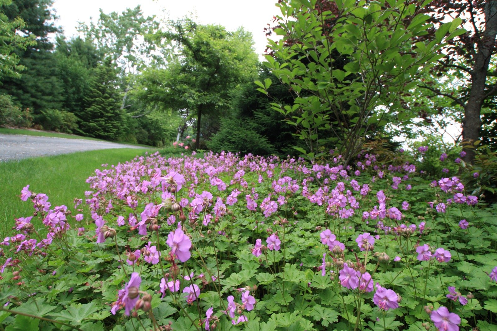 Groundcover-Geranium-as-a-substitute