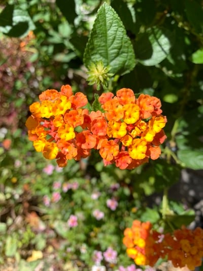 Lantana-Flower-Seed