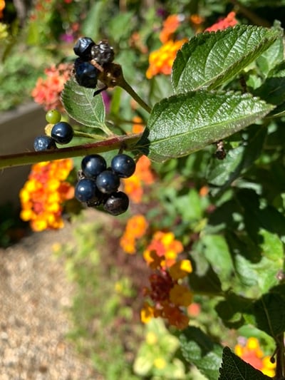 Lantana-Seed