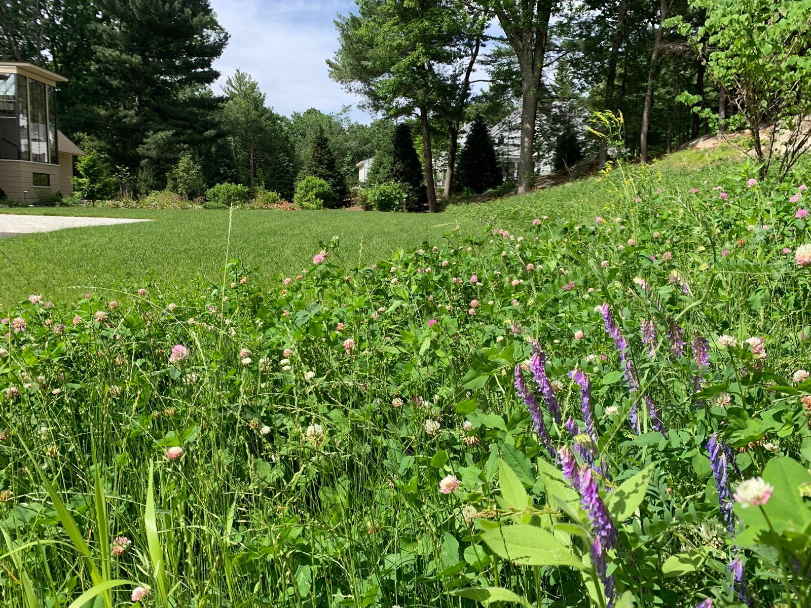 Mix-Match-cant-give-up-the-whole-lawn-consider-half-turf-half-mixed-clover and-vetch