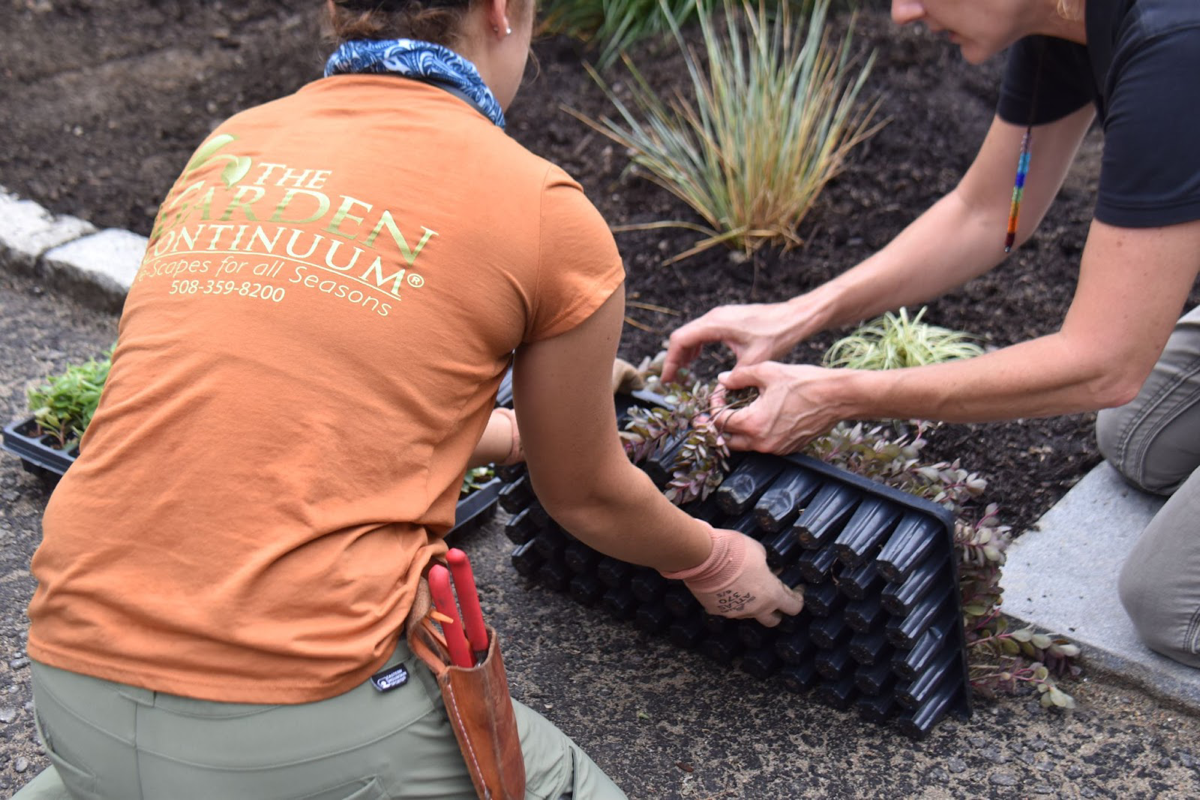 PROGRESS - fill with landscape plugs to color in with foliage and flower for the pollinators