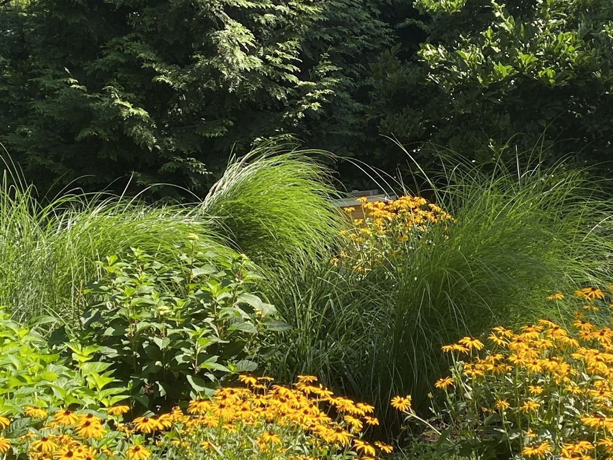 Persistent heavy rains made for very floppy ornamental grasses