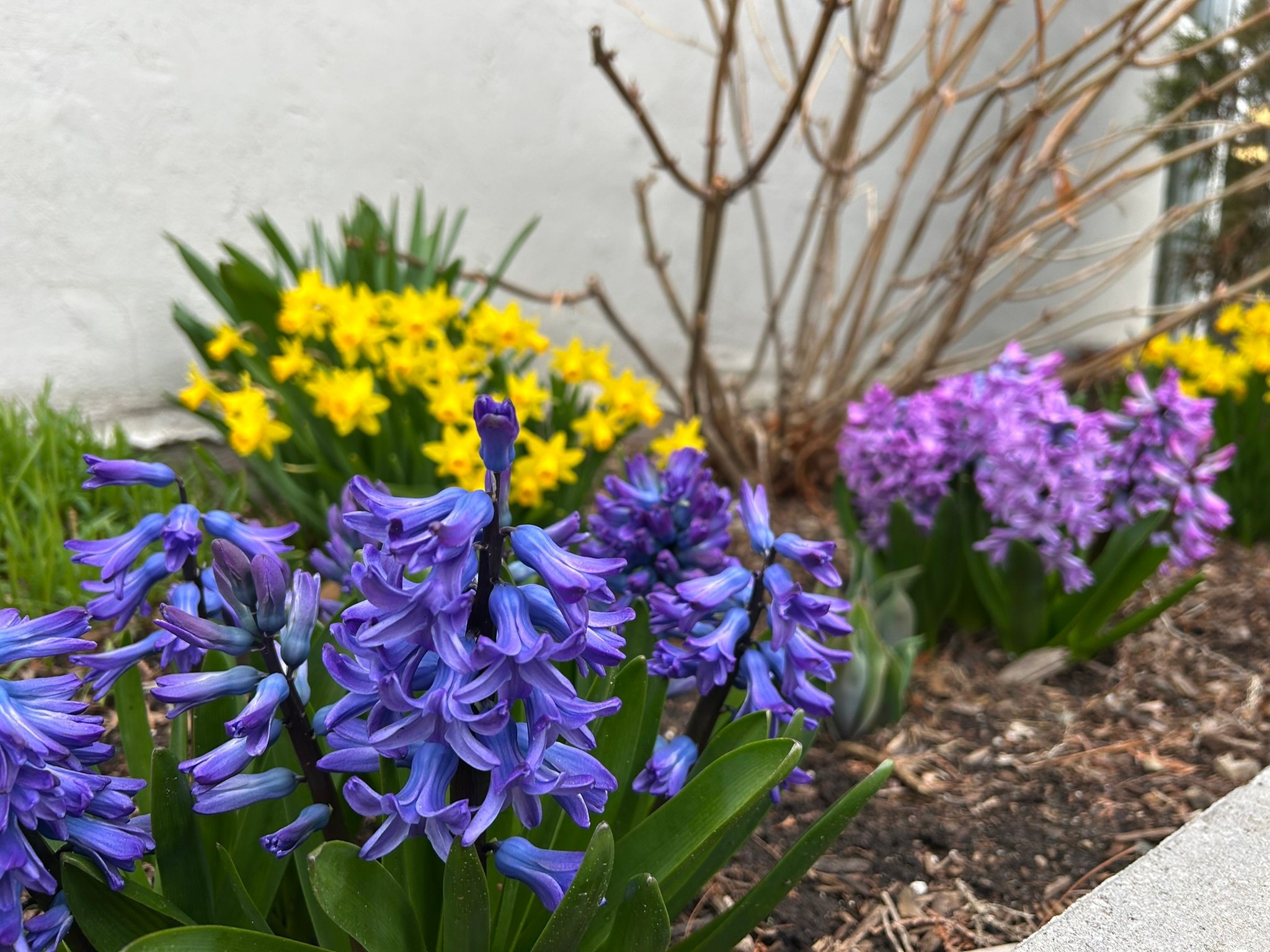 Early spring bulbs emerging through soil at the TGC office in Medfield, MA.