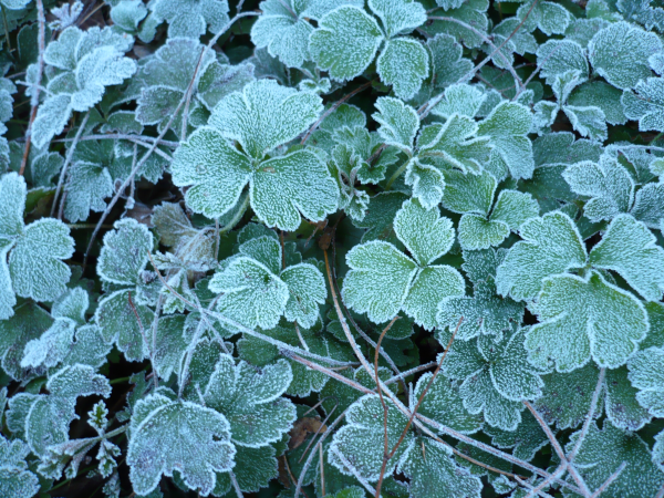 Waldsteinia, first frost