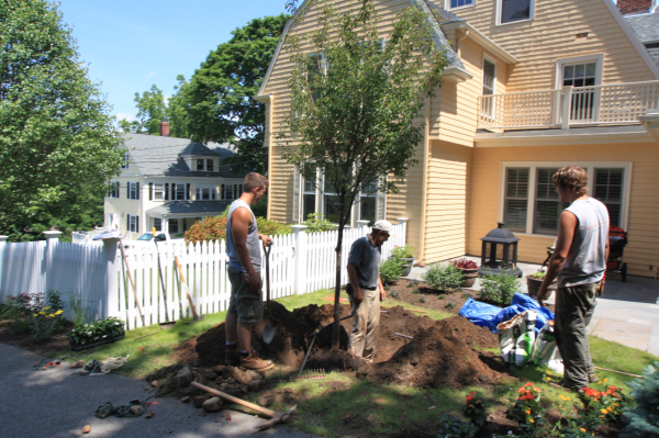 plant a tree massachusetts