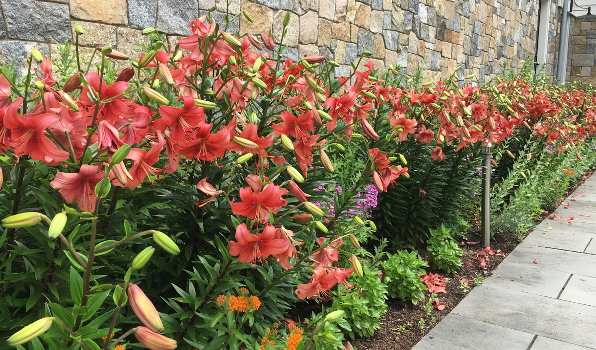 Asiatic-lilies-planted-with-Asclepias-tuberosa
