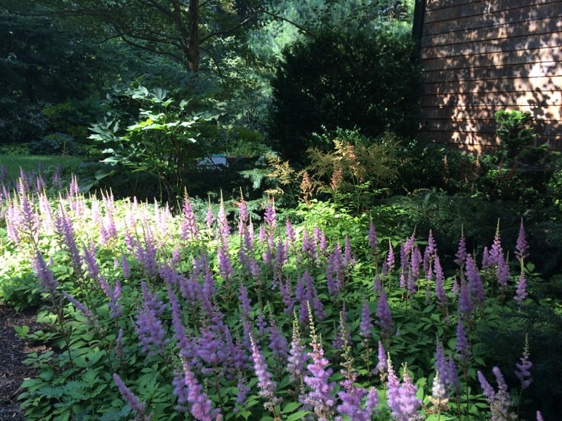 Astilbe chinensis Pumila in Bloom