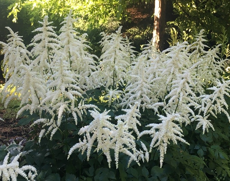 Atilbe Deutchland in Bloom