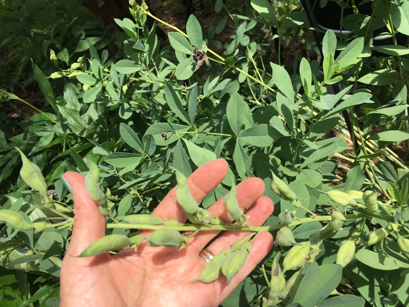 Baptisia-seed-pods-Deadheading