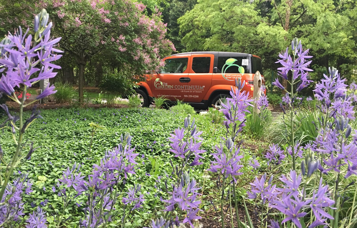 Camassia-with-purple-blossoms