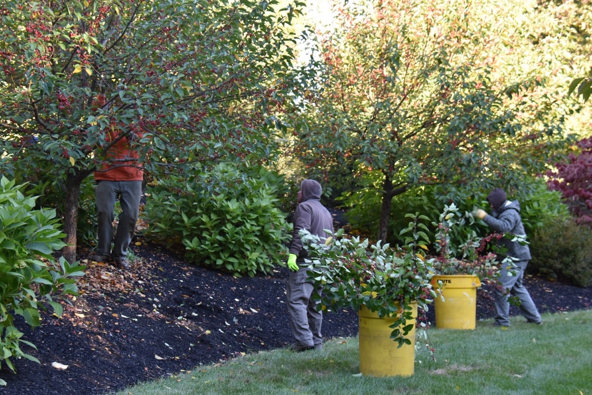 Detailed-pruning-of-an-ornamental-crabapple-to-keep-shape-and-encourage-bloom