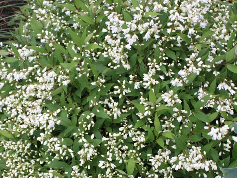 Deutzia Gracilis Nikko