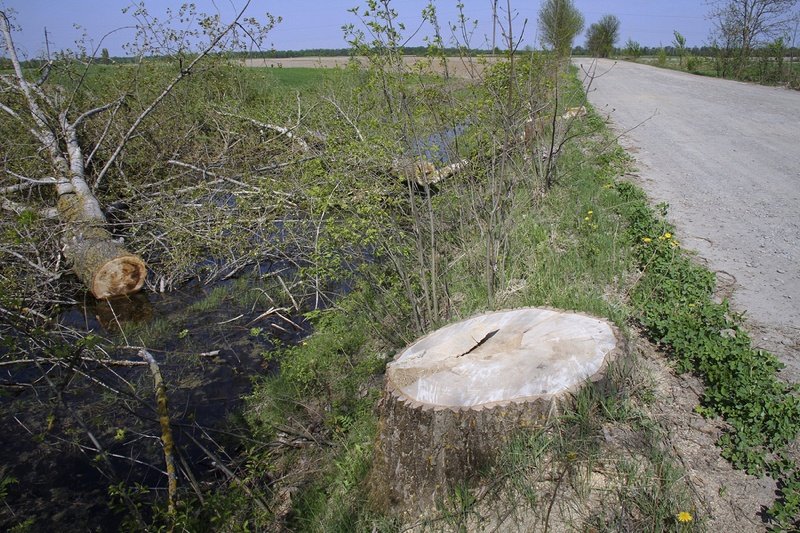 Felled-tree-along-wetland-marsh