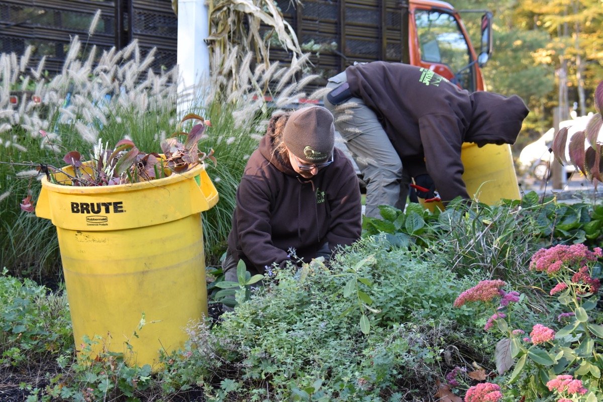 Focused care on perennial beds to keep them lush and beautiful