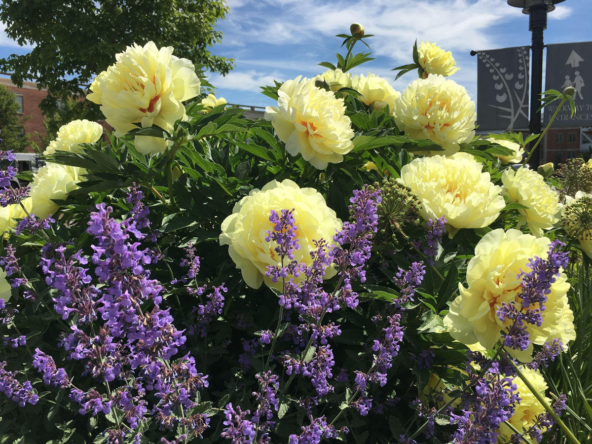 ITOH-Peony-Bartzella-planted-with-Nepeta-faassenii