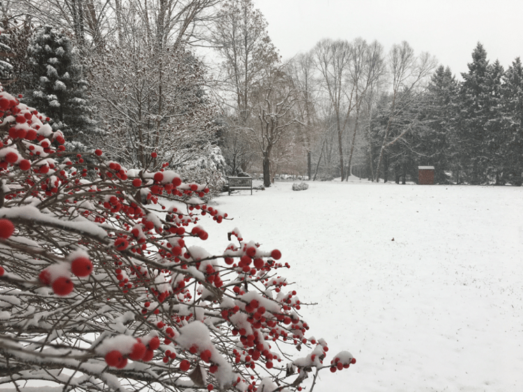 Ilex-verticillata-Red-Sprite-Winterberry-exploding-with-red-berries.png