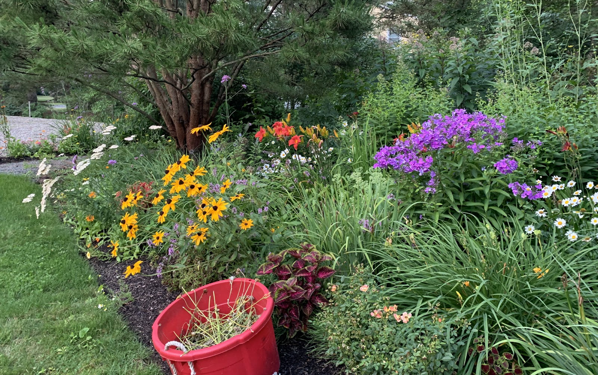 Late-summer-deadheading