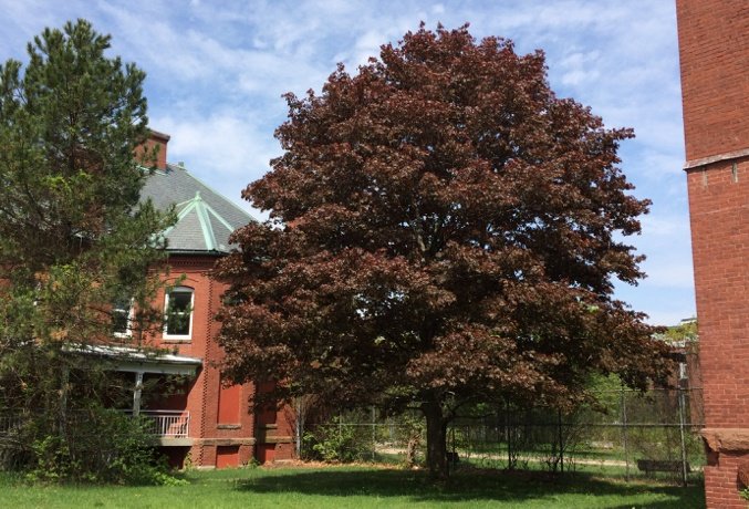 Legacy Trees Crimson King Maple