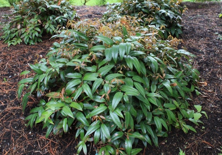 Leucothoe Axillaris