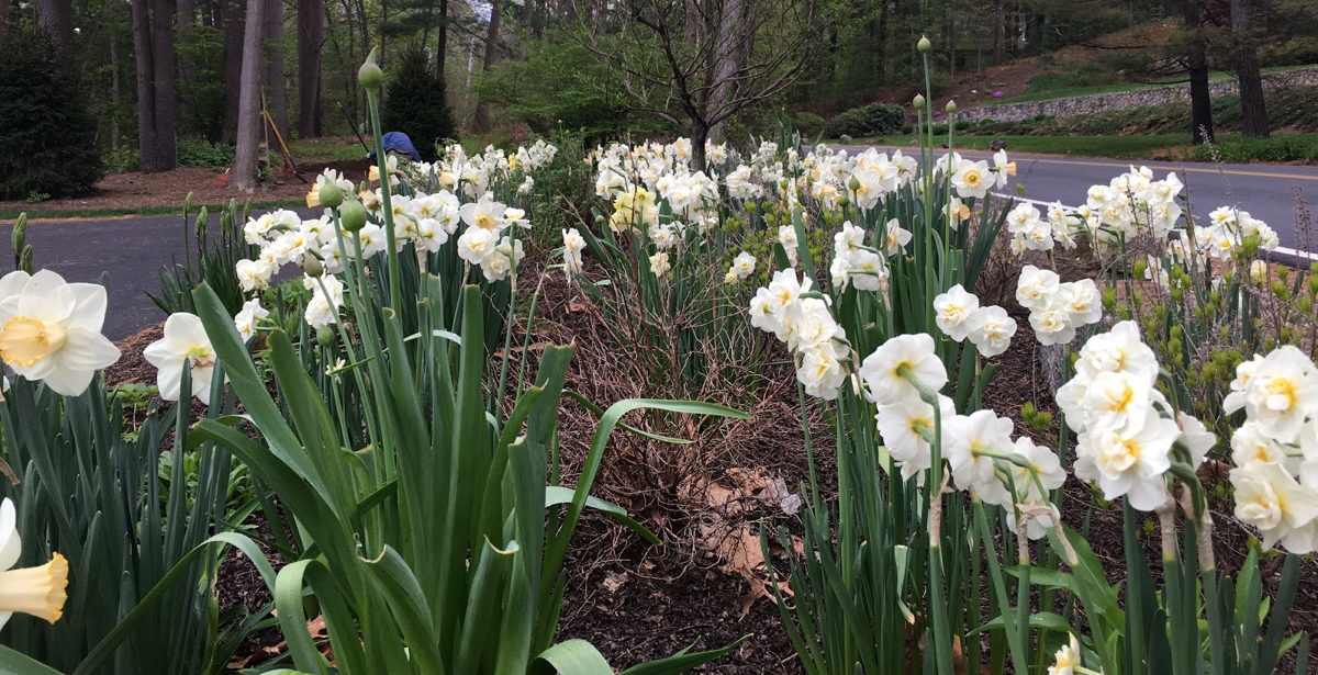 Narcissi-and-Allium