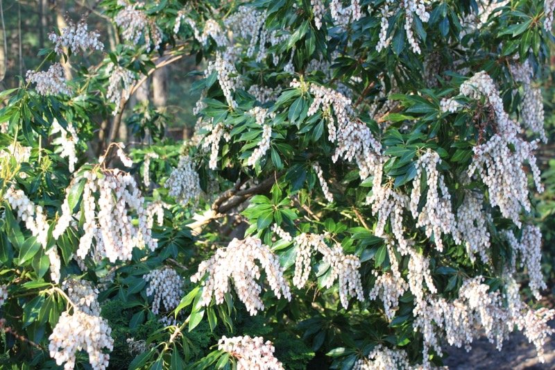 Pieris Japonica