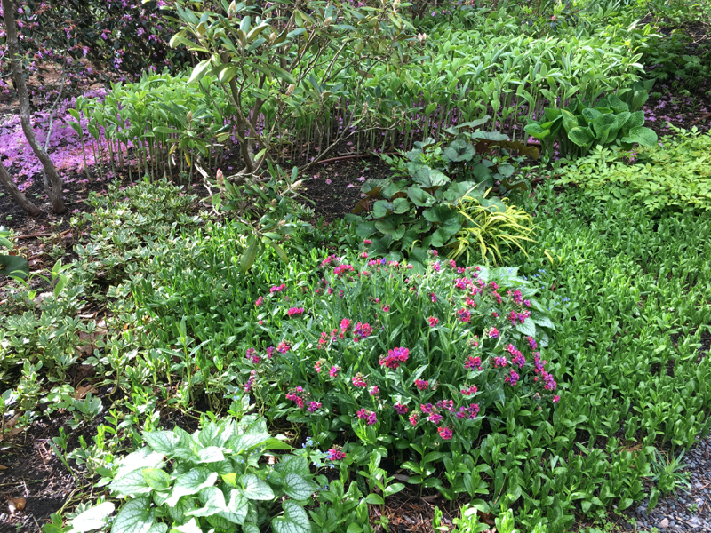 Pulmonaria-Raspberry-Splash