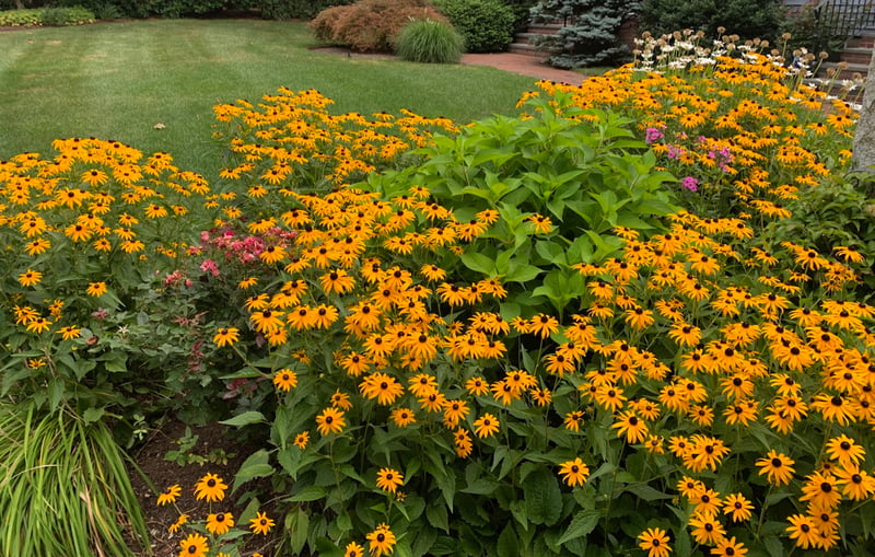 Rudbeckia-fulgida-Goldsturm-Black-Eyed-Susan