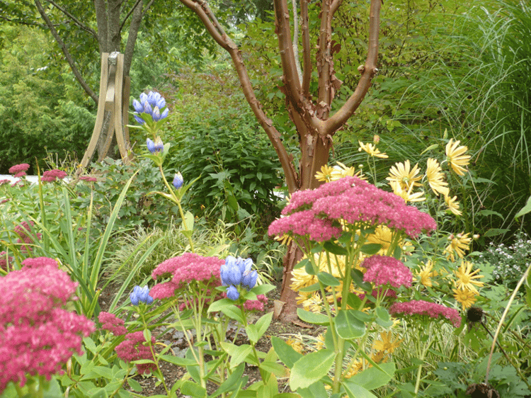 Sedum Chrys Gentian