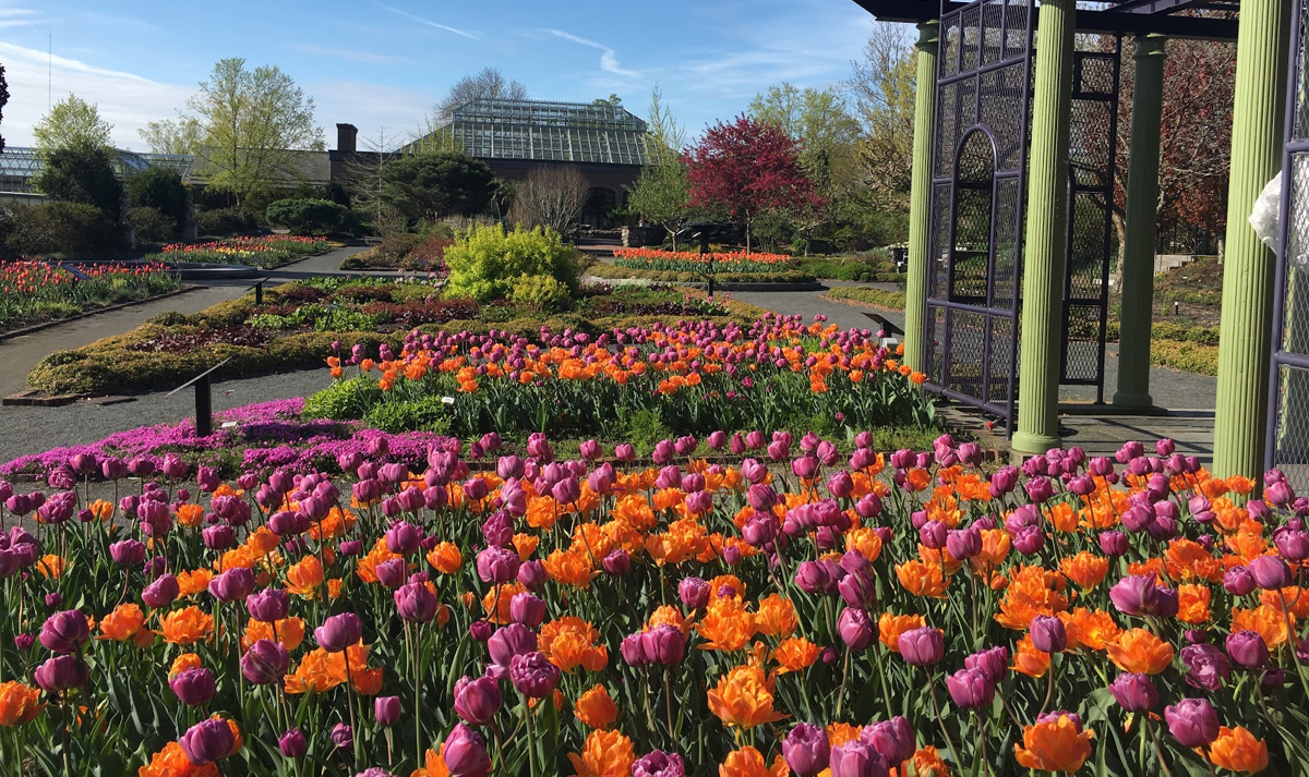 Spring-Tulip-display-at-Tower-Hill-Botanical-Gardens-in-Boylston-ma