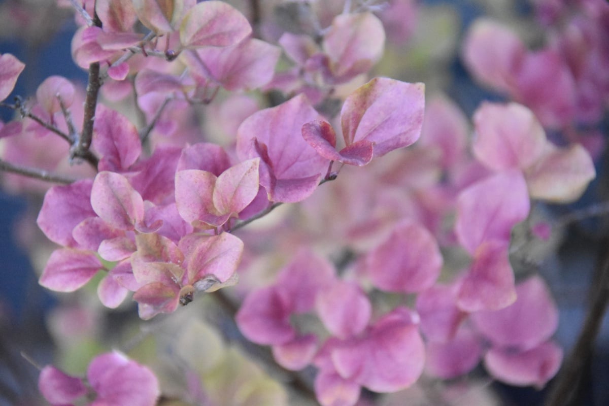 Syringa-meyeri-Palibin-fall-foliage-color-Dwarf-Korean-Lilac-2