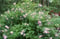 Time to Add Different Shrubs to Your Landscape