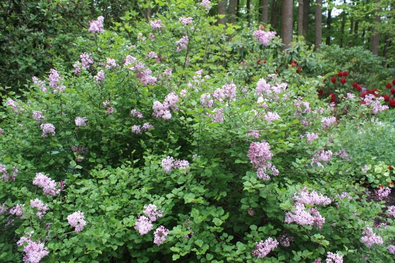 Syringia Meyeri 'Palabin'