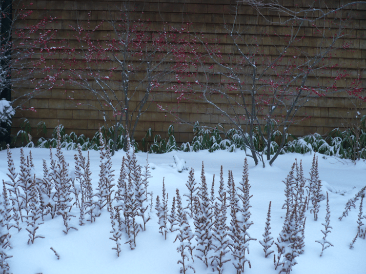 astilbe chinensis with blanket of snow