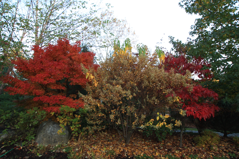 beautiful autumn foliage