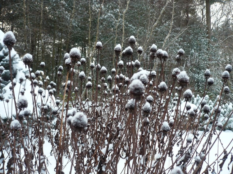 blackeyed susans beautiful-with snow cover