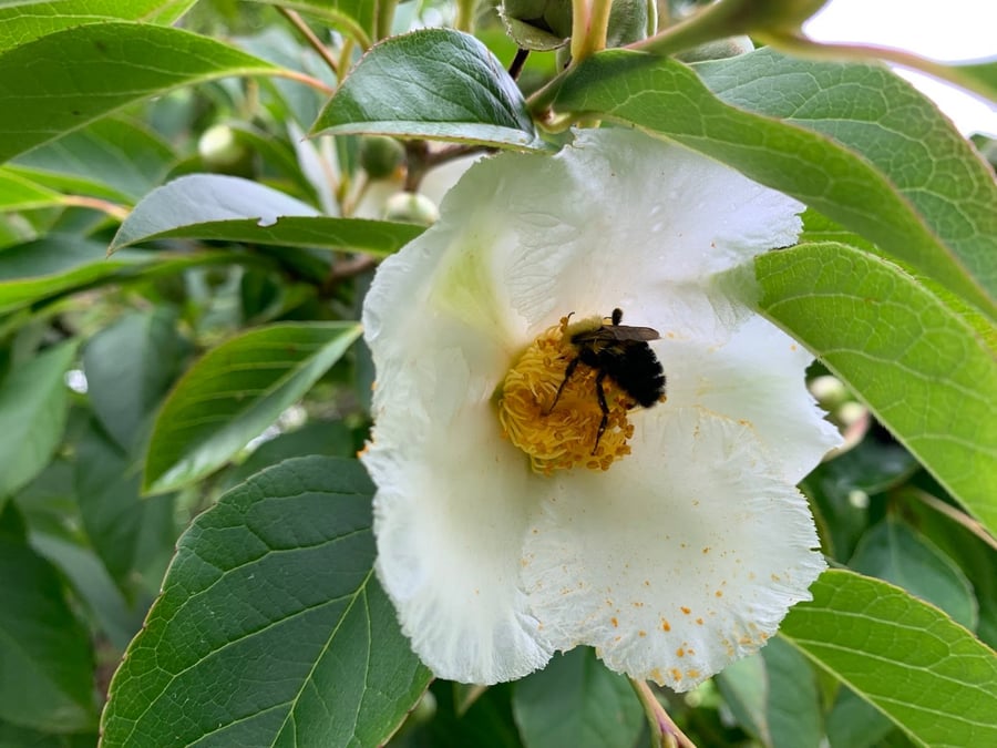 bumblebee-on-stewartia-flower