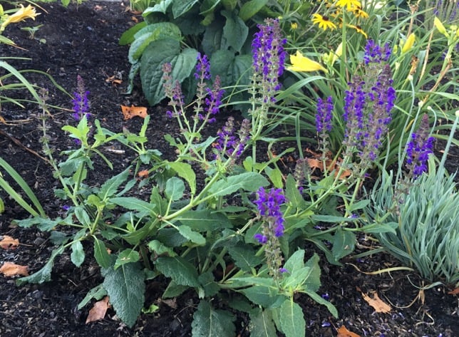 deadheaded-salvia.jpg