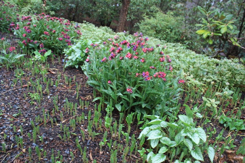 dividing-alleviate-plant-crowding