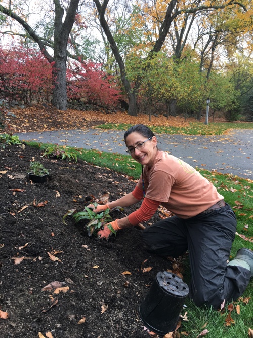 fall perennial planting an echinacea