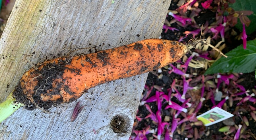 home-garden-carrot