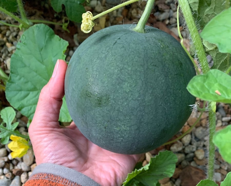 home-garden-watermelon