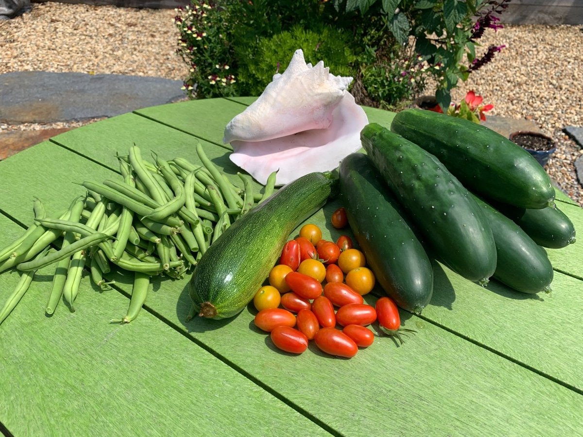 home-vegetable-garden-cucumber