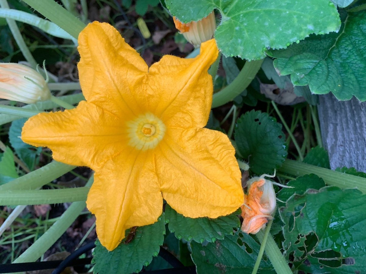 home-vegetable-garden-zucchini-flower