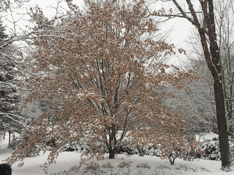 leaves-of-acer-palmatum-bloodgood-japanese-maple-froze-in-place.png