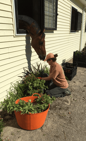 monique-horse