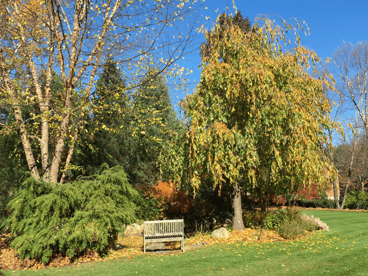 plant foliage fades